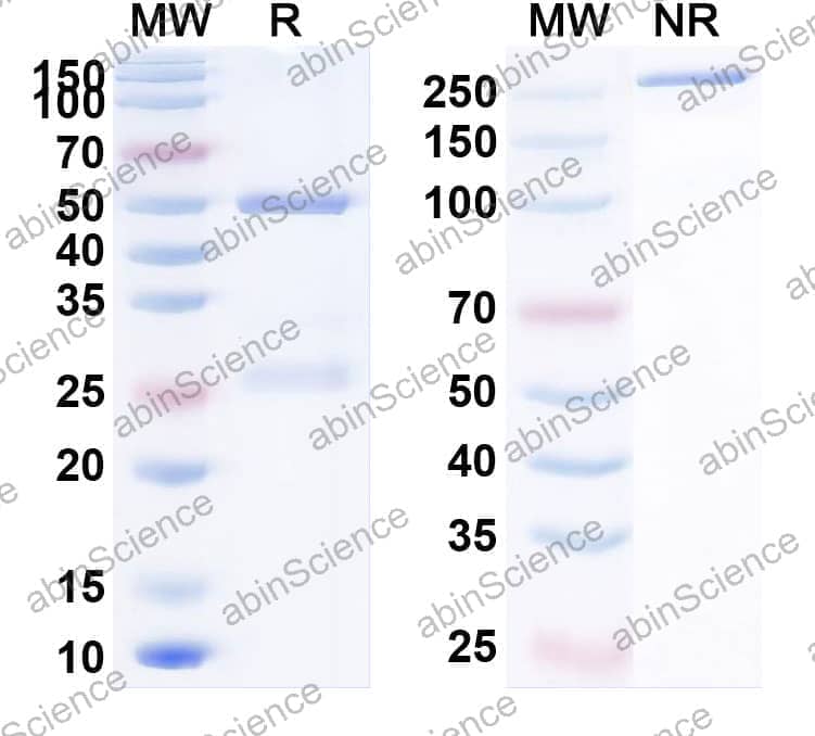 Research Grade Anti-Human CD274/PD-L1/B7-H1 (NM-01)