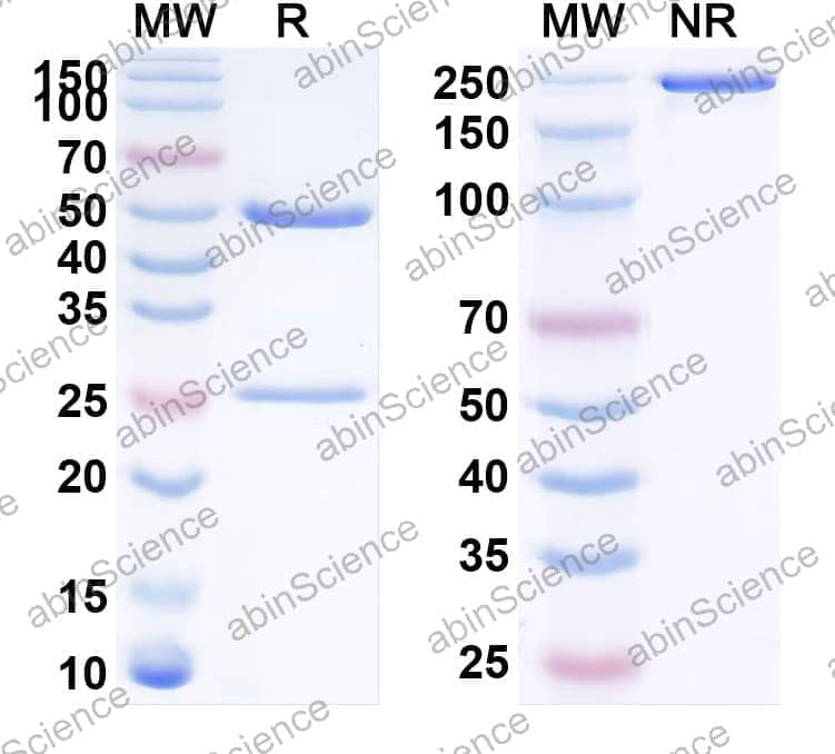 Research Grade Anti-Human CD274/PD-L1/B7-H1 (SGNPDL1V)