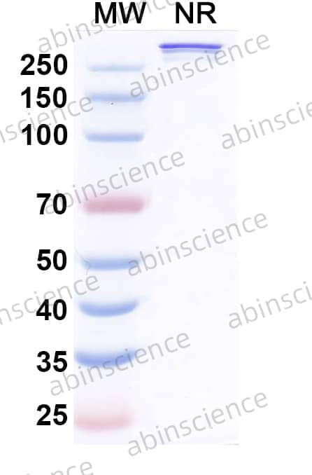 Research Grade Sotiburafusp Alfa