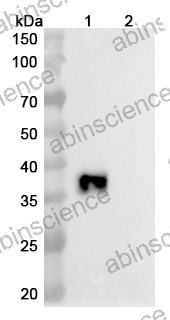 Research Grade Sotiburafusp Alfa