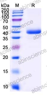 Recombinant Human NECTIN4/PVRL4 Protein, C-Fc