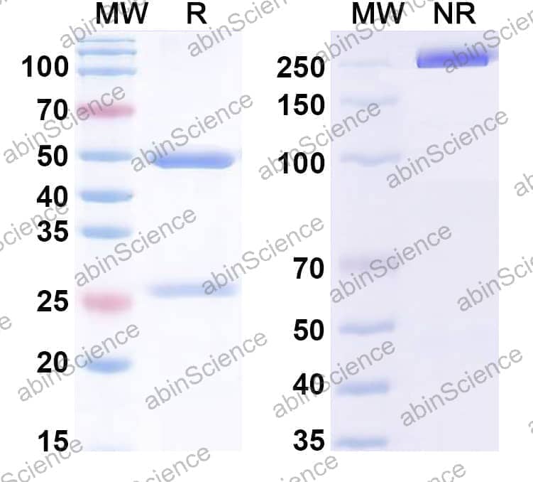 InVivoMAb Anti-Human IL20 (Iv0031)