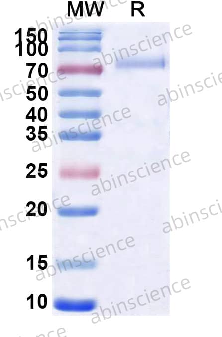 Research Grade Sozinibercept