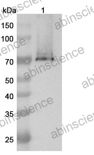 Research Grade Anti-Human GPC3 & CD3E Antibody (ERY974)
