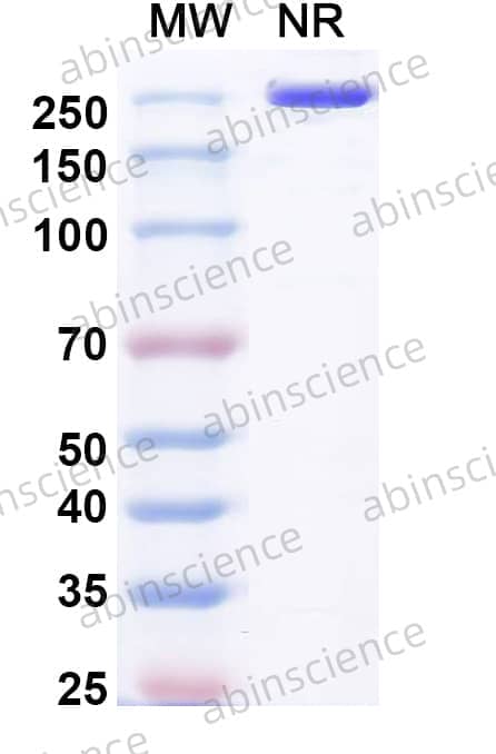 Research Grade Pulocimab
