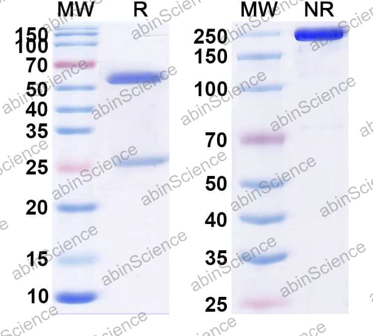 Research Grade Anti-Human CD195/CCR5 (HGS101)