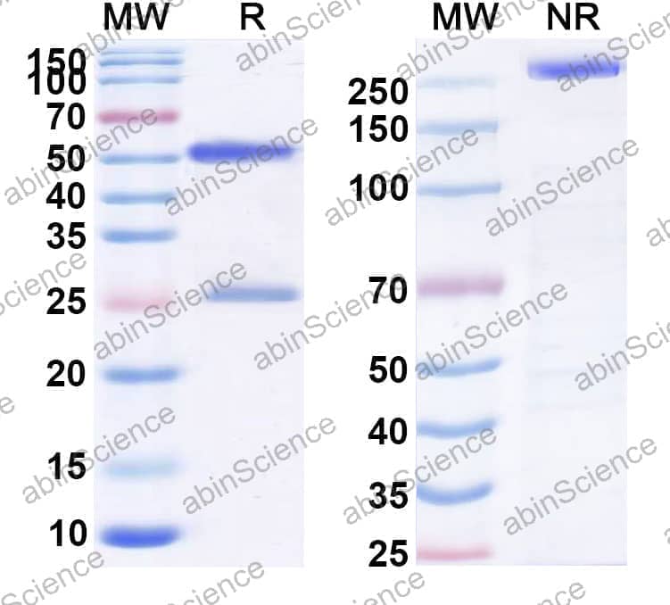 Research Grade Anti-Human CD195/CCR5 (HGS1025)