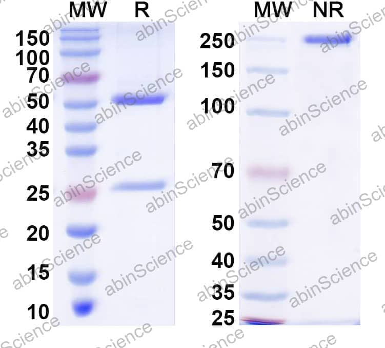 InVivoMAb Anti-Human CD79b & CD3 Bispecific Antibody (BS001)