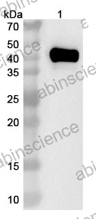 InVivoMAb Anti-Human CD79b & CD3 Bispecific Antibody (BS001)