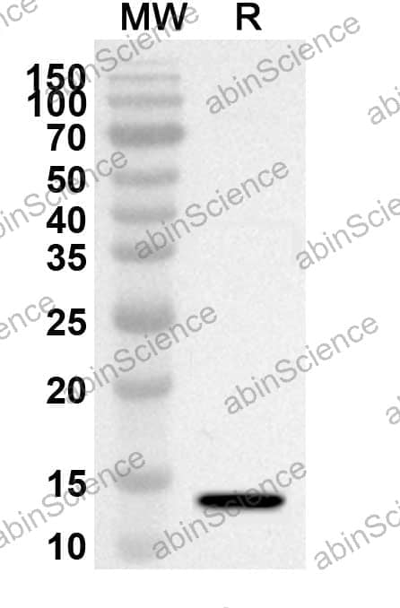 Anti-IL15 Polyclonal Antibody