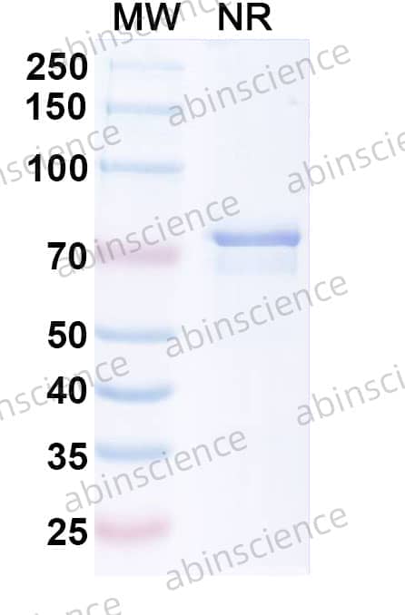 Research Grade Inbakicept