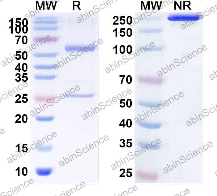 Research Grade Anti-Human NOTCH1 (MAb604.107)