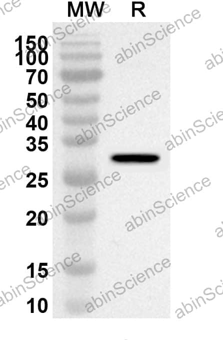 Anti-CD144/CDH5 Polyclonal Antibody