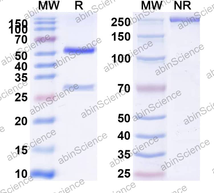 Research Grade Maridebart