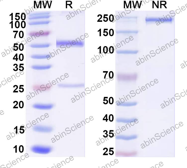 Anti-Human CD183/CXCR3 Antibody (5H7)