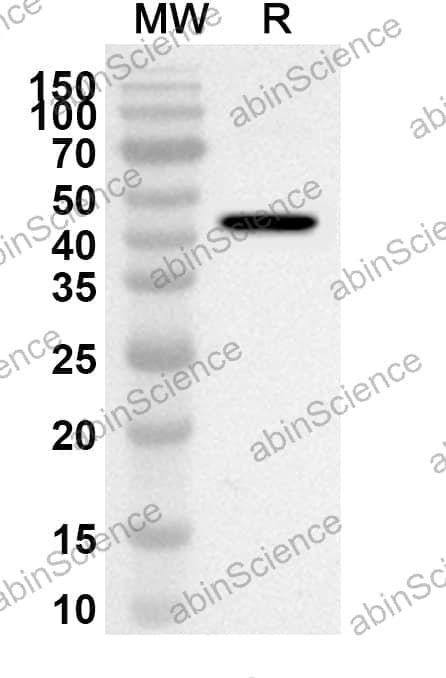 Anti-MLH1 Polyclonal Antibody