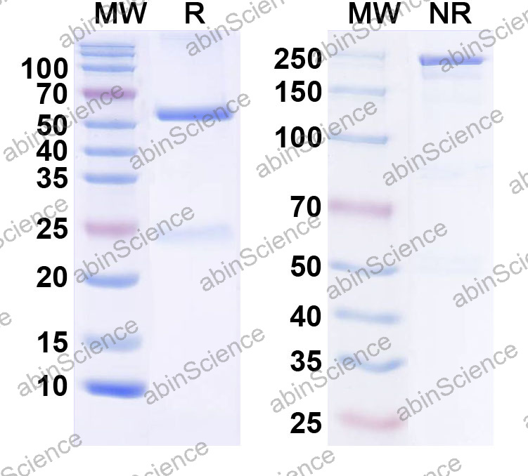 Anti-Human CD80/B7-1 Monoclonal Antibody (1A689)