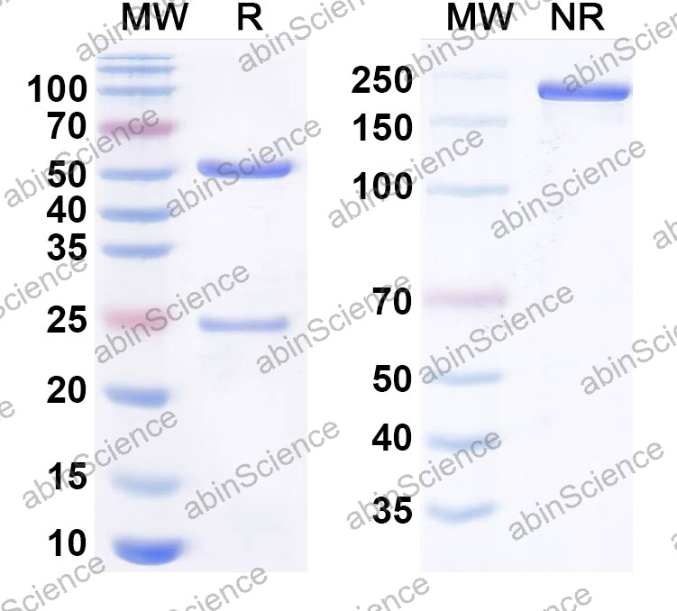 Anti-Human CD80/B7-1 Monoclonal Antibody (1A690)