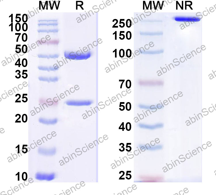 Anti-Human CD80/B7-1 Monoclonal Antibody (1A691)