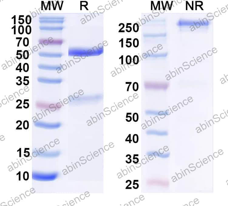 Anti-Human CD80/B7-1 Antibody (SAA2207)