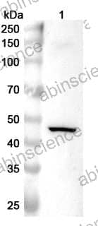 Anti-MAPK8 Polyclonal Antibody