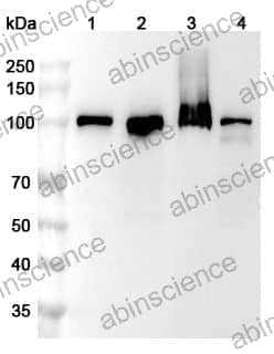Anti-Human MSH2 Polyclonal Antibody