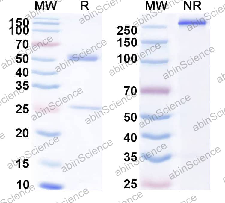 Research Grade Anti-Human CD86/B7-2 (PG140)