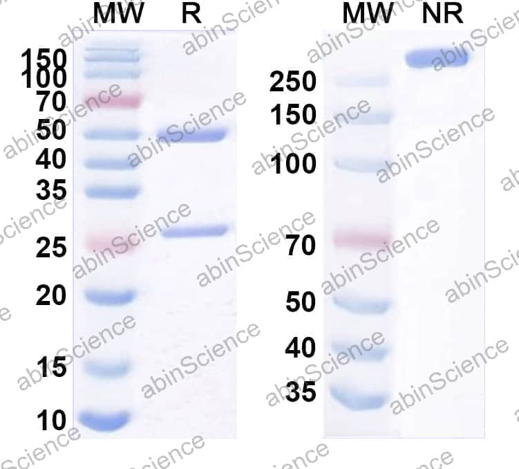 Anti-Human CD86/B7-2 Antibody (2331/FUN-1)