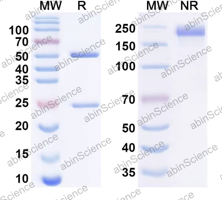 Research Grade Anti-Human FLT3 & AXL & CD40 Antibody (Sym029)