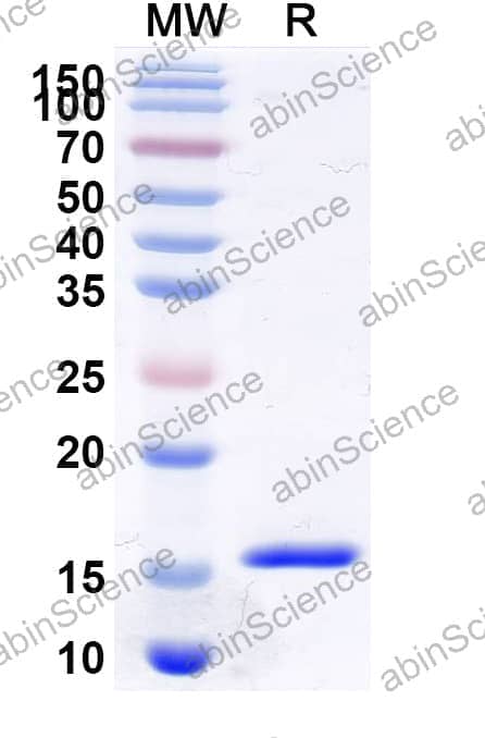 Anti-Human CDKN2A/p16INK4a Nanobody (SAA2259)