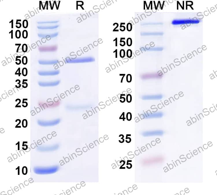 Anti-Human OLR1/LOX1 Antibody (SAA0778)
