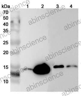 Anti-LYZ Polyclonal Antibody