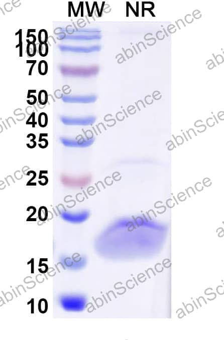 Anti-Human LYZ Nanobody (SAA1052)