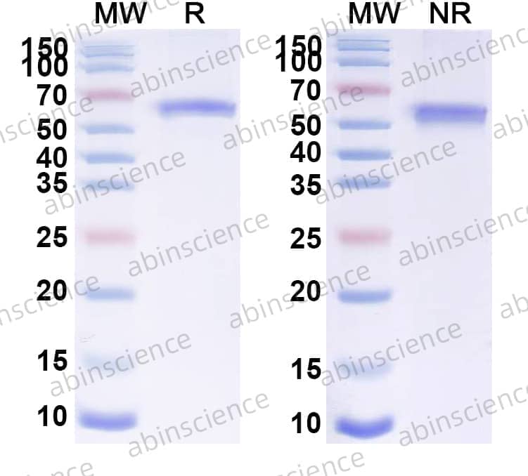 Research Grade Anti-Human CLDN6 & CD3 Antibody (6PHU3)