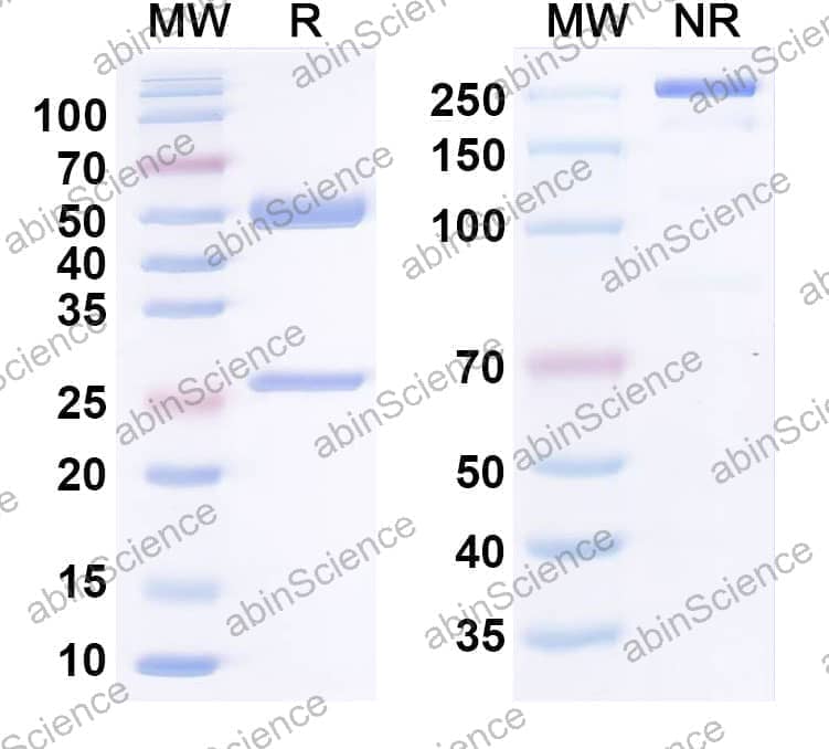 Research Grade Anti-Human CLDN6 Antibody (AB3-7)
