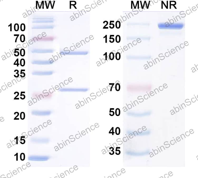 Research Grade Anti-Human CLDN6 Antibody (IM-301)