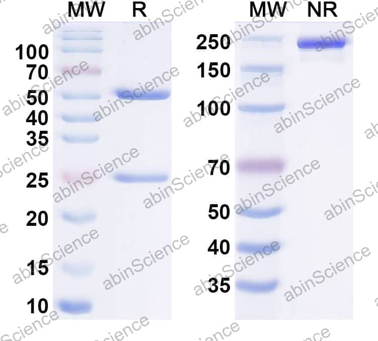Research Grade ixotatug