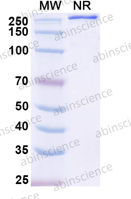 Research Grade Delpacibart