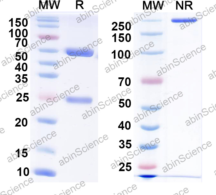 Anti-Human TP53/p53 Monoclonal Antibody (1A487)