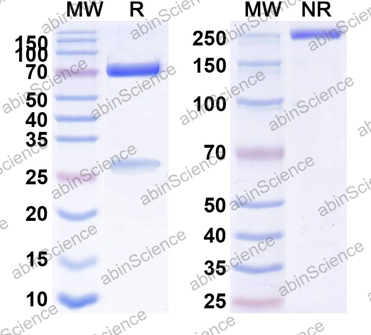 Anti-Human TP53/p53 Monoclonal Antibody (1A488)