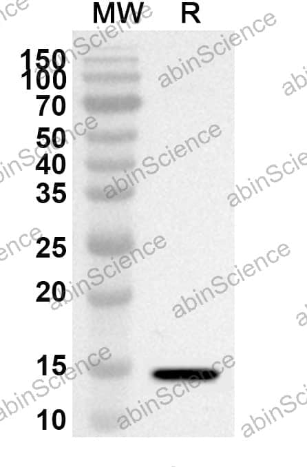 Anti-Human CD3E Polyclonal Antibody