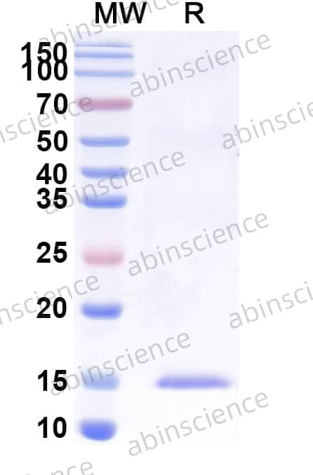Anti-Human CD3E Nanobody (SAA2242)