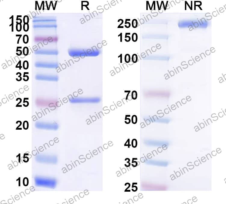 Anti-Human CD3E Antibody (YTH12.5)