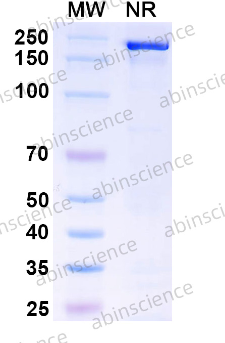 Research Grade Anti-Human MAPT/Tau/PHF-tau (PNT001)