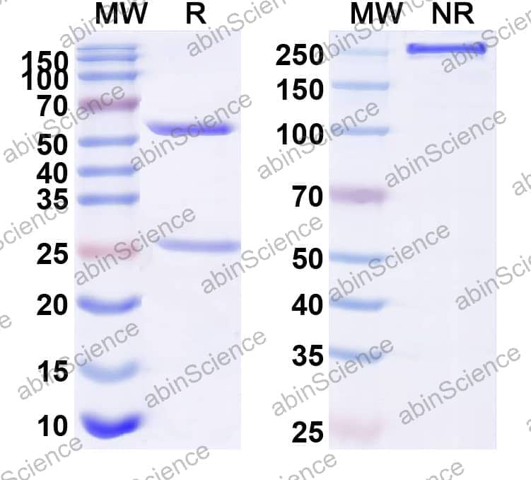 Research Grade Anti-Human MAPT/Tau/PHF-tau (BIIB076)