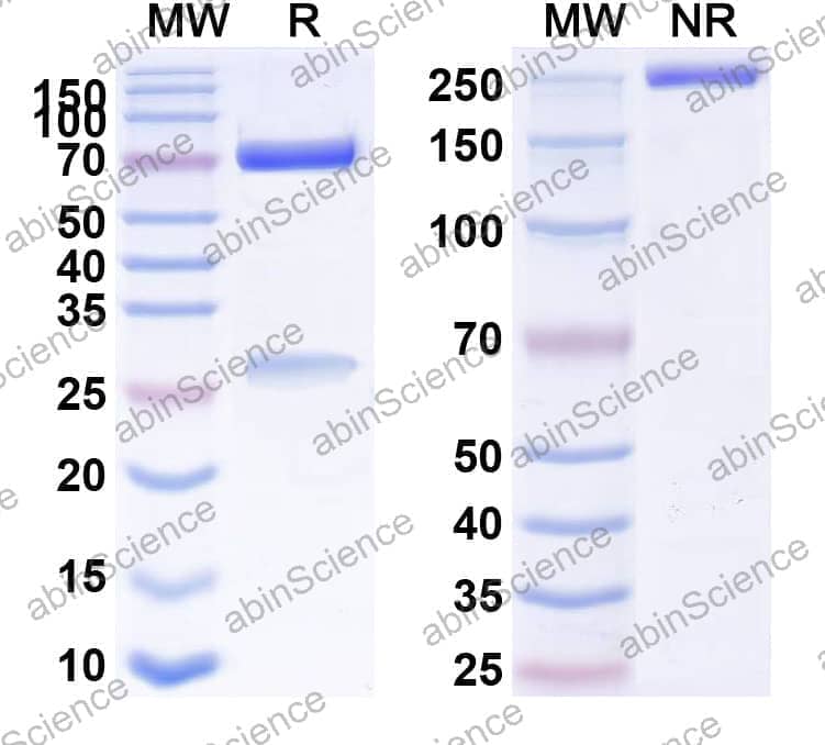 Anti-Human CD32/FCGR2A Antibody (muIV.3)