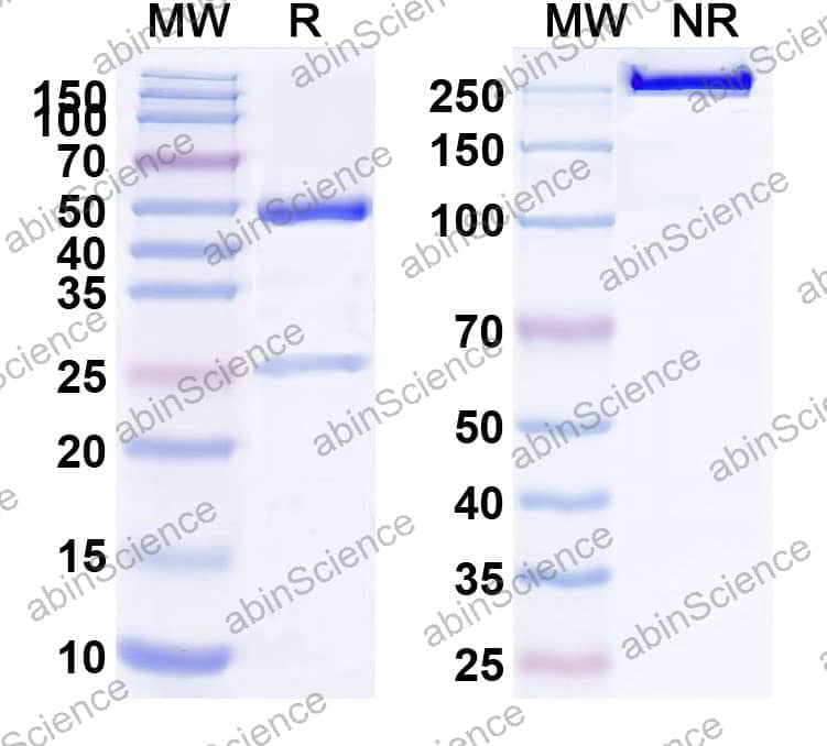 Research Grade Anti-Human CD117/KIT (LOP628)