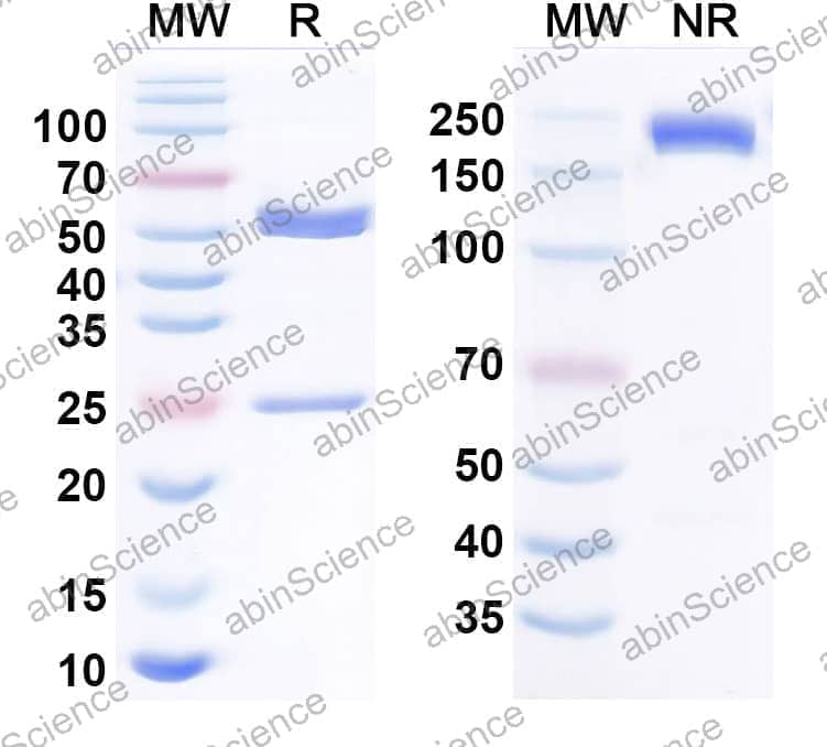 Research Grade Anti-Human CD117/KIT Antibody (CDX-0158)