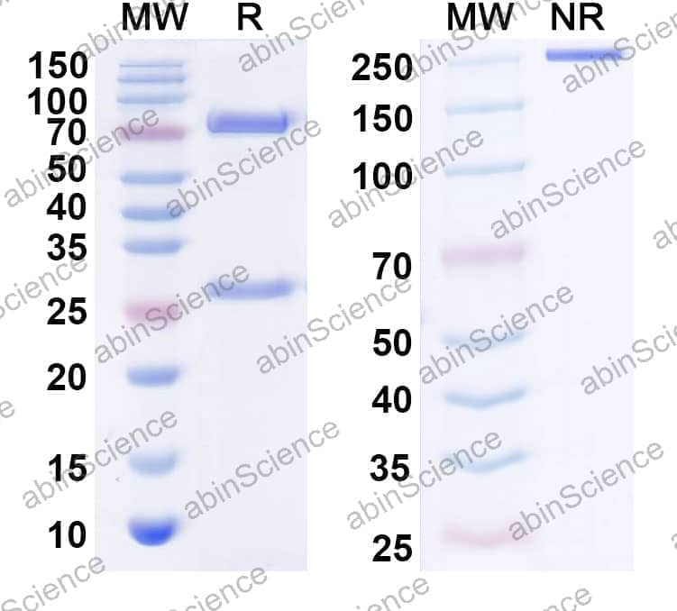 Anti-Human FGF1/aFGF Antibody (SAA0436)