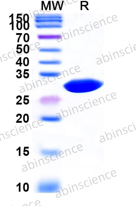 InVivoMAb Anti-Human vWF Antibody (12A2H1)